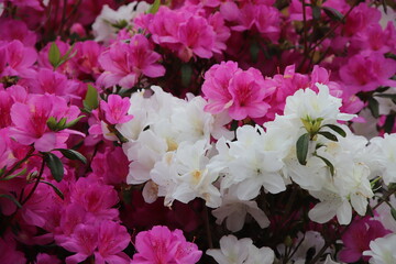 東村つつじ祭りのツツジの花
