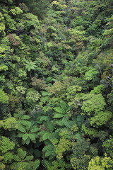 沖縄ヤンバルの森