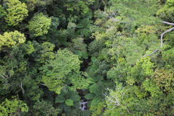 沖縄ヤンバルの森