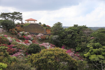 東村つつじ祭りのツツジ