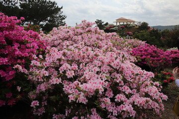 ツツジの咲く丘