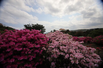 ツツジの咲く丘