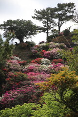 ツツジの咲く丘