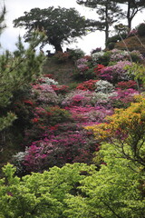 ツツジの咲く丘