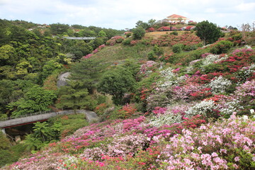 ツツジの咲く丘