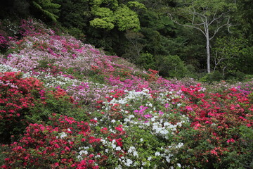 ツツジの咲く丘
