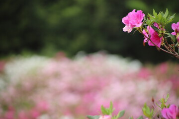 ツツジの花