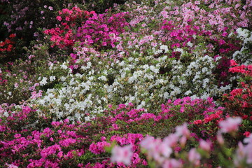 ツツジの咲く丘