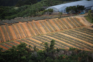 パイナップル畑