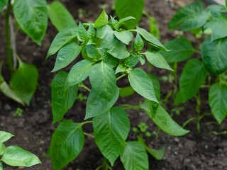 Pepper plants growing in soil