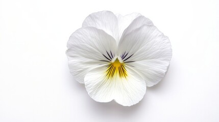 Obraz premium A white flower with a yellow center