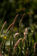 grass nature green flower