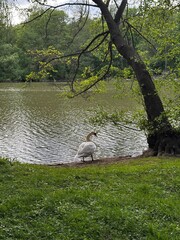 Fototapeta premium swan on the shore by the lake