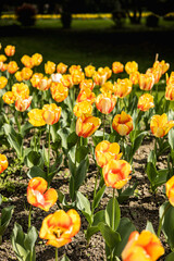 Des fleurs jaunes tulipe, bordent une allée dans un parc en été