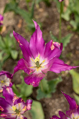 Une fleur de Lys ouverte en gros plan vu du dessus dans un parc