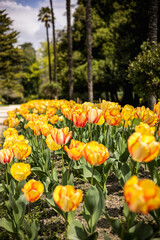 Des fleurs jaunes tulipe, bordent une allée dans un parc en été