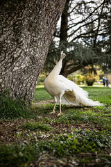 Un paon albinose qui se balade en forêt