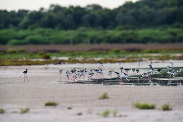 Southern Stilt, Himantopus melanurus in flight, Ansenuza National Park, Cordoba Province, Argentina