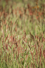 grass nature green plant horse food