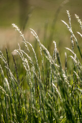 grass nature green plant horse food