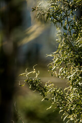 willow tree nature plant 