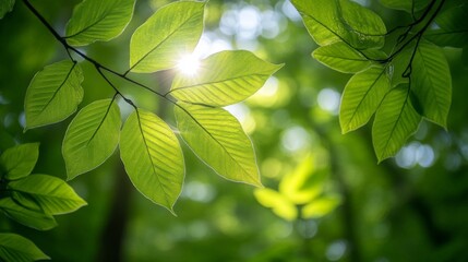 Obraz premium Sunlit Green Leaves in a Forest
