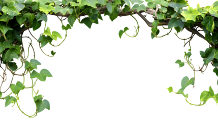 Twisted Wild Liana Vine Plant Nature Frame Jungle Border