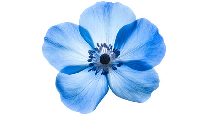 Beautiful Blue Flower on White Background for Graphic Design Projects