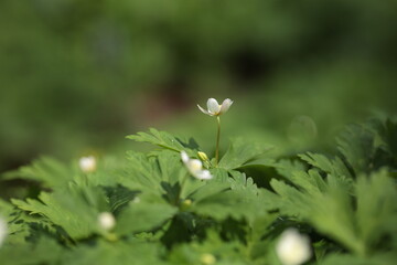 Obraz premium ニリンソウのクローズアップ