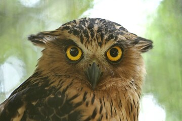 closeup of a ketupa owl