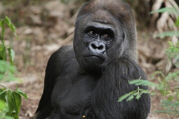 Obraz premium the calm expression of a silverback gorilla