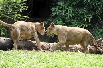 Lionesses facing each other