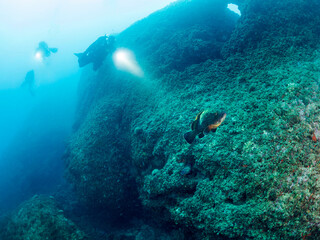 Fototapeta premium group of divers diving with flashlights illuminate grouper fish swimming along the bottom of the sea, concept of recreational scuba diving and underwater adventure