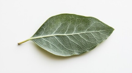 Single, ovate leaf with prominent veins, light green hue, isolated on white