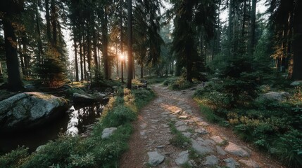 Fototapeta premium Rolling Fog in Forest During Golden Hour with Soft Light and Warm Atmosphere