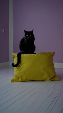 Chat noir assis sur un coussin jaune dans une pi&egrave;ce aux murs violets

