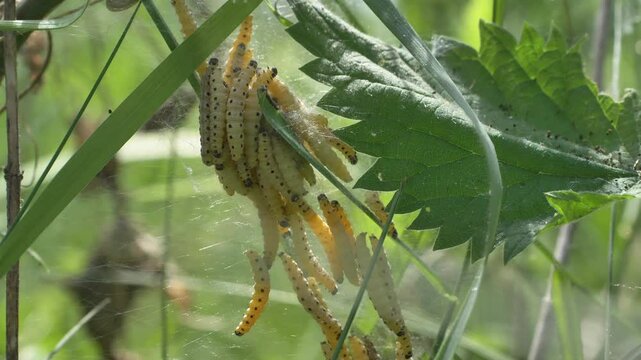 Raupen in einem Gespinst, Gespinstmotten, Knospenmotten, (Yponomeutidae)