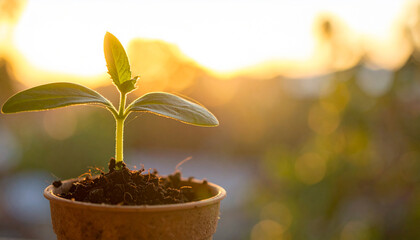 Young plant growing in small pot, warm golden light. Beautiful nature.