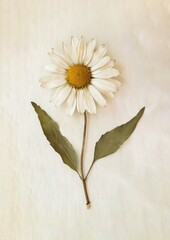 Fototapeta na wymiar Shasta Daisy flower daisy pressed asteraceae.