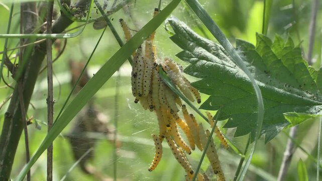 Raupen in einem Gespinst, Gespinstmotten, Knospenmotten, (Yponomeutidae)