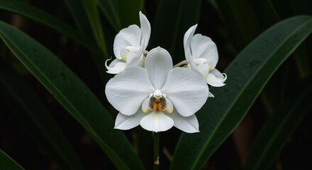 Fototapeta premium Closeup of White Orchid Against Dark Green Leaves
