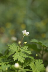 ニリンソウのクローズアップ