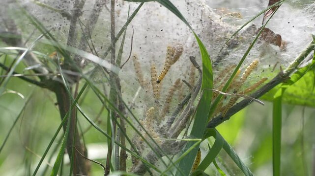 Raupen in einem Gespinst, Gespinstmotten, Knospenmotten, (Yponomeutidae)