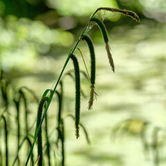 Grasses in front of backlit water