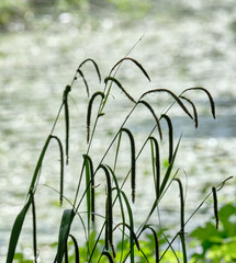 Grasses with glistening water in background