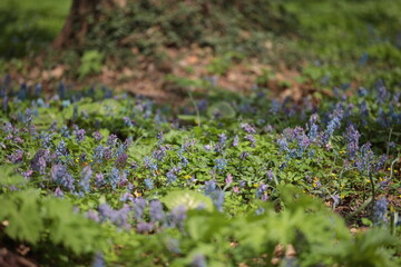 エゾエンゴサクとキバナノアマナ