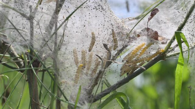 Raupen in einem Gespinst, Gespinstmotten, Knospenmotten, (Yponomeutidae)