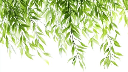 Obraz premium Watercolor Painting of Lush Green Willow Branches and Leaves, Hanging Down Against a White Background, Tranquil Nature Scene
