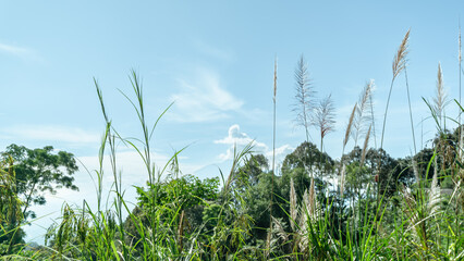 Tropical Landscape with Lush Green Trees and Mountain Background


