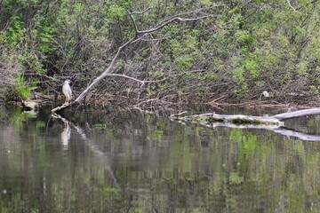 Black-headed night heron sits on a dry tree above the water